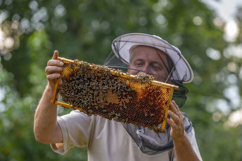 Beekeeper works in a hive - adds bees frame stock image