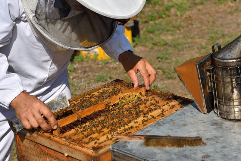Beekeeper в защитной шляпе нося на белой рубашке держа f стоковая фотография rf