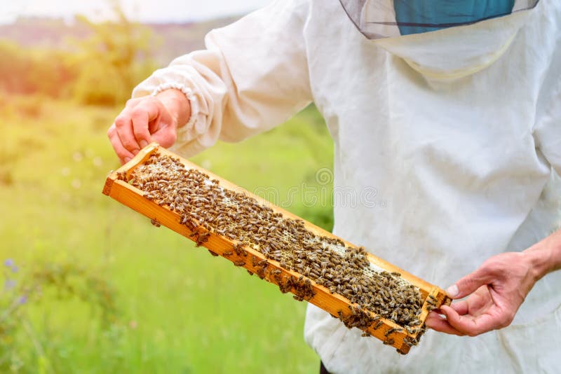 Beekeeper принимает вне от сота крапивницы заполненного с свежим медом Apiculture стоковое фото rf Beekeeper принимает вне от сота крапивницы заполненного с свежим медом Apiculture стоковое фото rf