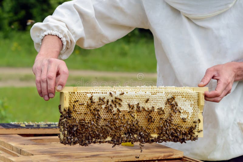 Beekeeper принимает вне от сота крапивницы заполненного с свежим медом Apiculture стоковое фото rf Beekeeper принимает вне от сота крапивницы заполненного с свежим медом Apiculture стоковое фото rf