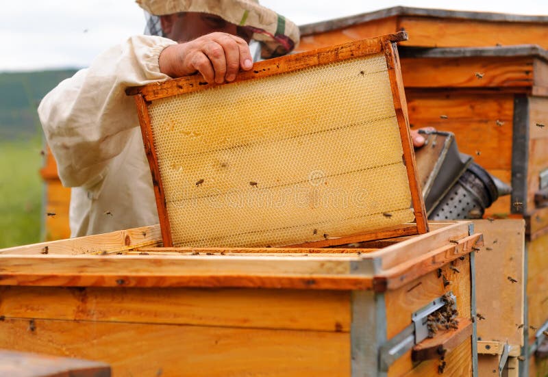 Beekeeper работает с пчелами и ульями на пасеке стоковая фотография Beekeeper работает с пчелами и ульями на пасеке стоковая фотография