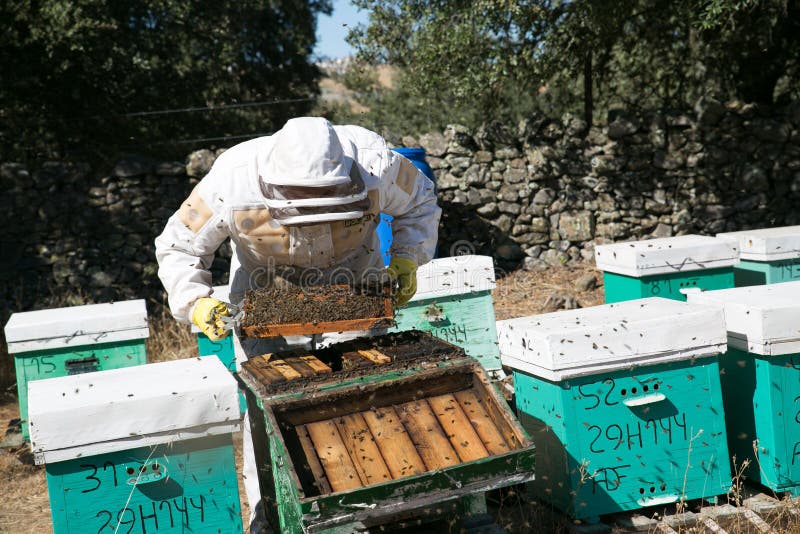 Beekeeper работая на пасеке стоковые фото Beekeeper работая на пасеке стоковые фото