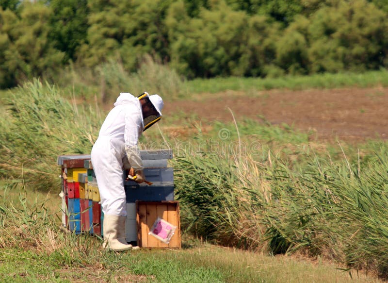 Beekeeper с белым защитным костюмом пока собирающ мед стоковые фотографии rf Beekeeper с белым защитным костюмом пока собирающ мед стоковые фотографии rf