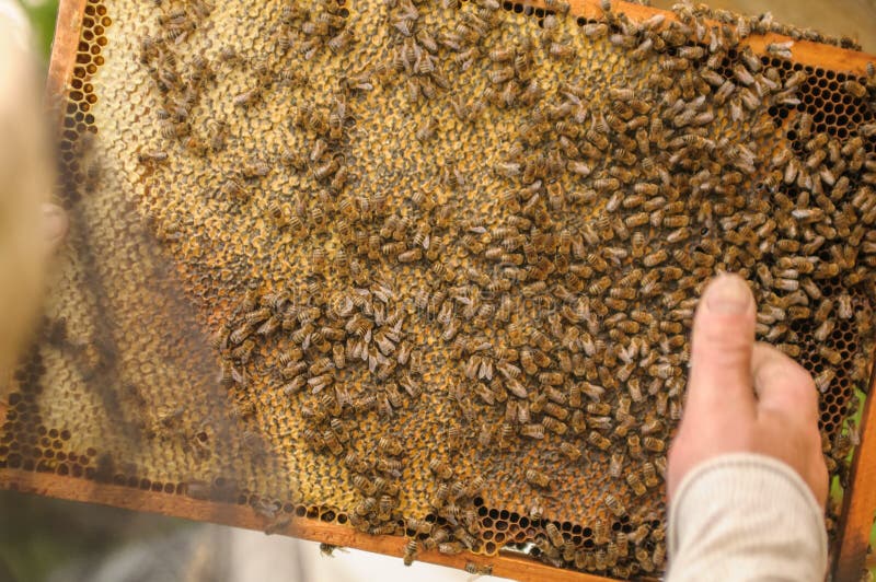 Beekeeperen samlar honung från en bikupa, i som många bin royaltyfri fotografi Beekeeperen samlar honung från en bikupa, i som många bin royaltyfri fotografi