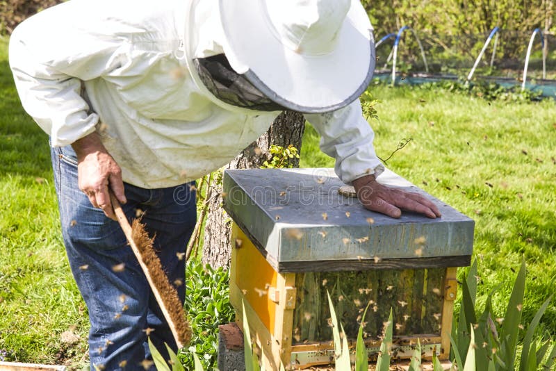 Beekeeperen som ser biet till bikupan Omsorg av bin i bikupan arkivbilder Beekeeperen som ser biet till bikupan Omsorg av bin i bikupan arkivbilder