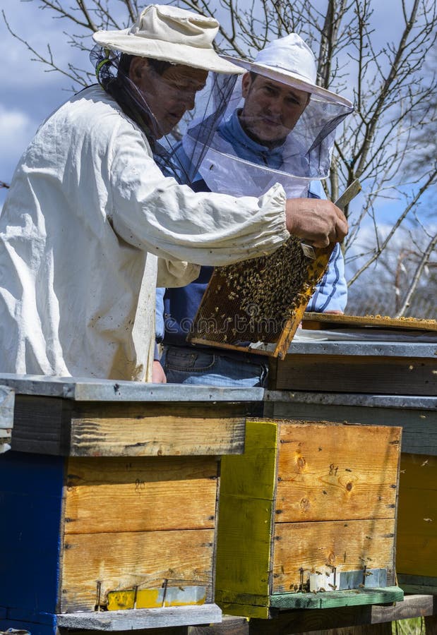 Apicoltori che lavorano con alveari in primavera, aprile 04, 2015 in Romania.