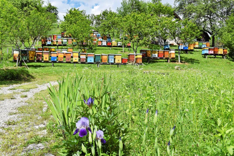 Beekeeping in rural yard during spring stock photography Beekeeping in rural yard during spring stock photography