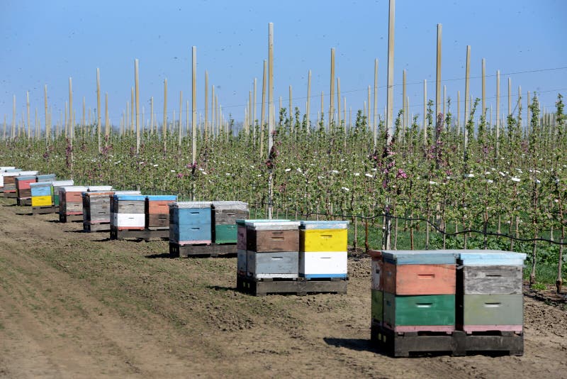 Beekeeping with Blooming Apple Trees in Background. Beekeeping with Blooming Apple Trees in Background.