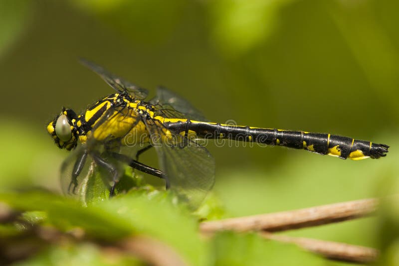 Beekrombout, Clubtail commun, vulgatissimus de Gomphus image stock Beekrombout, Clubtail commun, vulgatissimus de Gomphus image stock