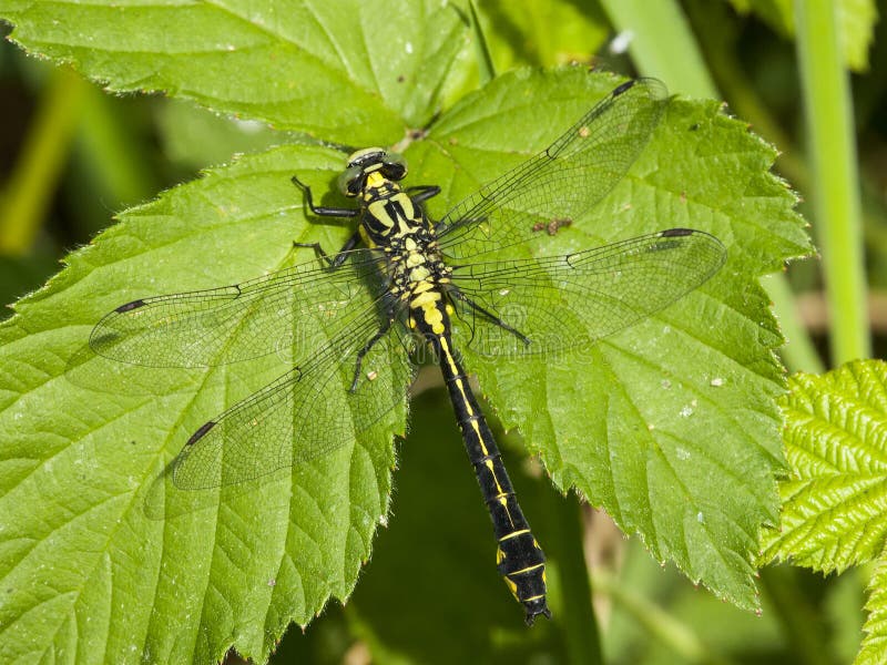 Beekrombout, Clubtail commun, vulgatissimus de Gomphus images stock Beekrombout, Clubtail commun, vulgatissimus de Gomphus images stock