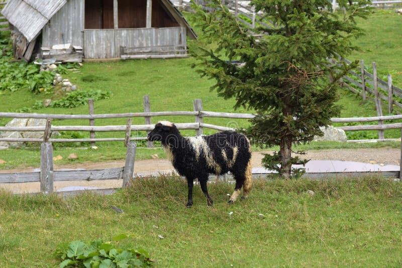 Beeld die van schapen zich in geschermde weide met mening van herdershutten bevinden in rug stock foto's Beeld die van schapen zich in geschermde weide met mening van herdershutten bevinden in rug stock foto's