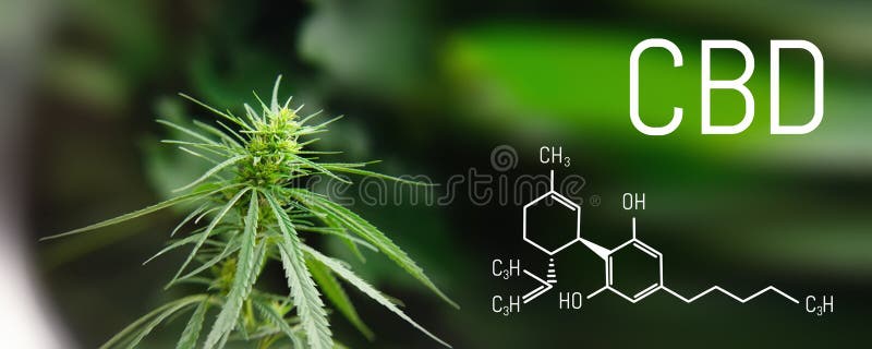 Beeld geneeskrachtige cannabis met uittrekselolie van formulecbd cannabinol, cannabidiol Groeiende marihuana, hennep anti-oxydere Beeld geneeskrachtige cannabis met uittrekselolie van formulecbd cannabinol, cannabidiol Groeiende marihuana, hennep anti-oxydere