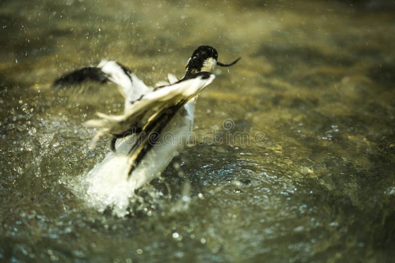 Beeld van avocet het spelen in de vijver stock afbeelding Beeld van avocet het spelen in de vijver stock afbeelding