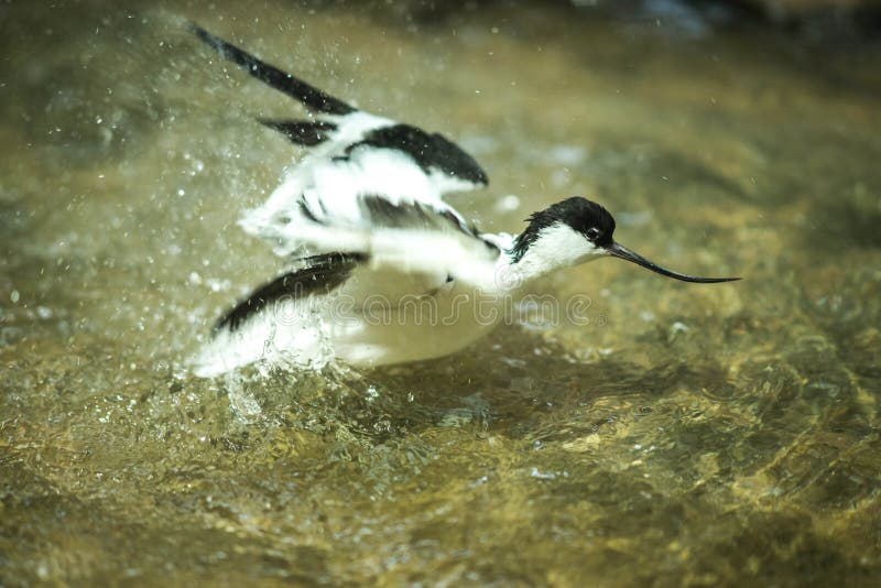 Beeld van avocet het spelen in de vijver stock fotografie Beeld van avocet het spelen in de vijver stock fotografie