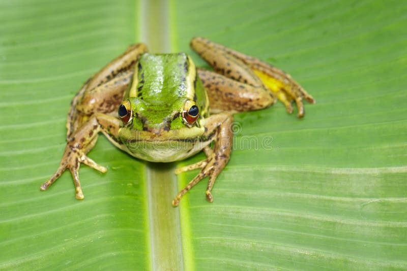 Beeld van de groene kikker van het padiegebied of Groene Paddy Frog Rana-erythraea op het groene blad amfibie Dier stock afbeeldingen Beeld van de groene kikker van het padiegebied of Groene Paddy Frog Rana-erythraea op het groene blad amfibie Dier stock afbeeldingen