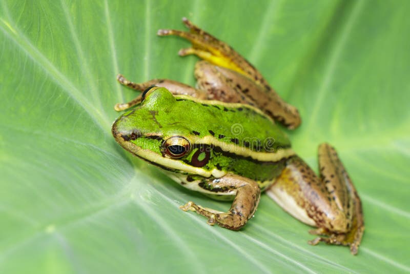 Beeld van de groene kikker van het padiegebied of Groene Paddy Frog Rana-erythraea op het groene blad amfibie Dier royalty-vrije stock afbeelding Beeld van de groene kikker van het padiegebied of Groene Paddy Frog Rana-erythraea op het groene blad amfibie Dier royalty-vrije stock afbeelding