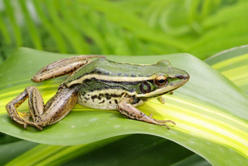 Beeld van de groene kikker van het padiegebied of Groene Paddy Frog Rana-erythraea op het groene blad amfibie Dier stock foto's Beeld van de groene kikker van het padiegebied of Groene Paddy Frog Rana-erythraea op het groene blad amfibie Dier stock foto's