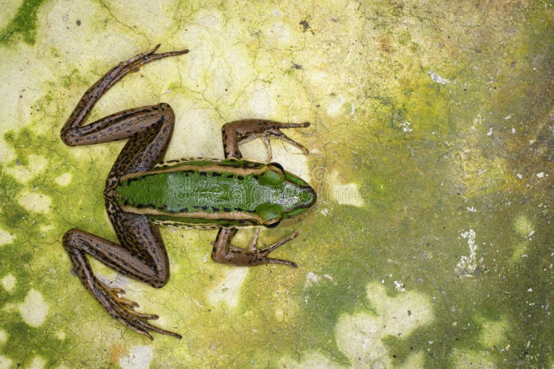Beeld van de groene kikker van het padiegebied of Groene Paddy Frog Rana-erythraea op de vloer amfibie Dier royalty-vrije stock fotografie Beeld van de groene kikker van het padiegebied of Groene Paddy Frog Rana-erythraea op de vloer amfibie Dier royalty-vrije stock fotografie