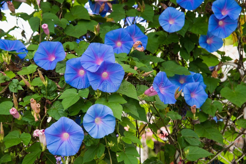 Beeld van een Blauwe bloem van Ochtend Glory Ipomoea in de tuin royalty-vrije stock foto's Beeld van een Blauwe bloem van Ochtend Glory Ipomoea in de tuin royalty-vrije stock foto's