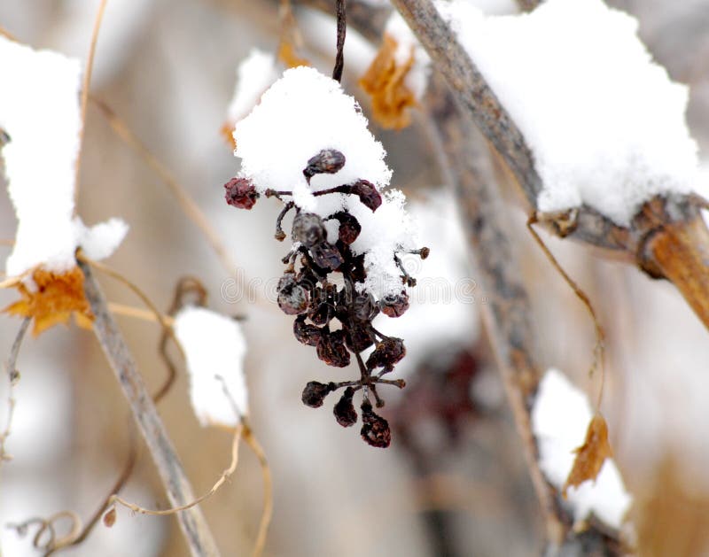 Beeld van een droge druivenbos in januari onder de sneeuw royalty-vrije stock afbeeldingen Beeld van een droge druivenbos in januari onder de sneeuw royalty-vrije stock afbeeldingen