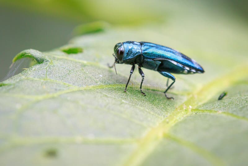 Beeld van Emerald Ash Borer Beetle op een groen blad insect royalty-vrije stock afbeelding Beeld van Emerald Ash Borer Beetle op een groen blad insect royalty-vrije stock afbeelding
