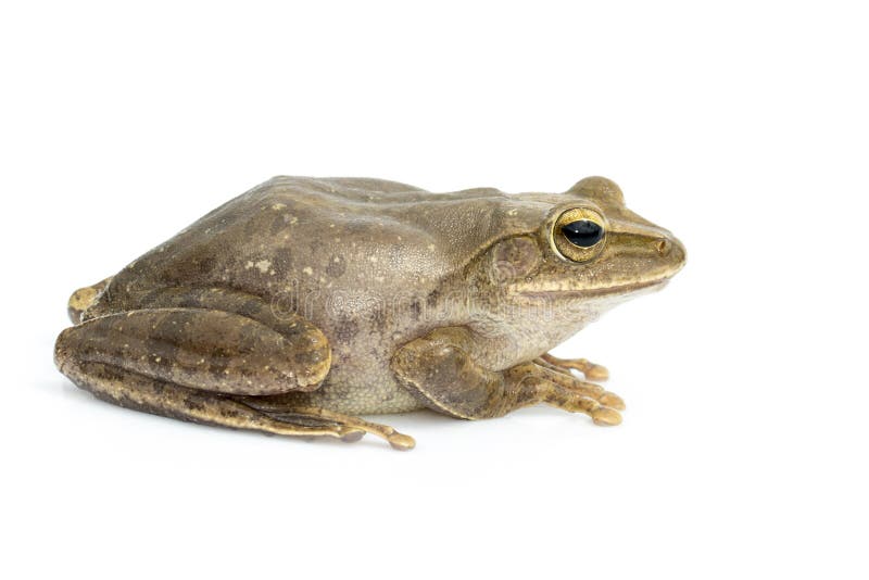 Beeld van Kikker, Polypedates leucomystax, polypedates maculatus op een witte achtergrond amfibie Dier royalty-vrije stock afbeeldingen Beeld van Kikker, Polypedates leucomystax, polypedates maculatus op een witte achtergrond amfibie Dier royalty-vrije stock afbeeldingen