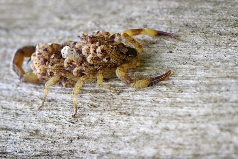Beeld van schorpioen met baby op rug insect stock fotografie Beeld van schorpioen met baby op rug insect stock fotografie
