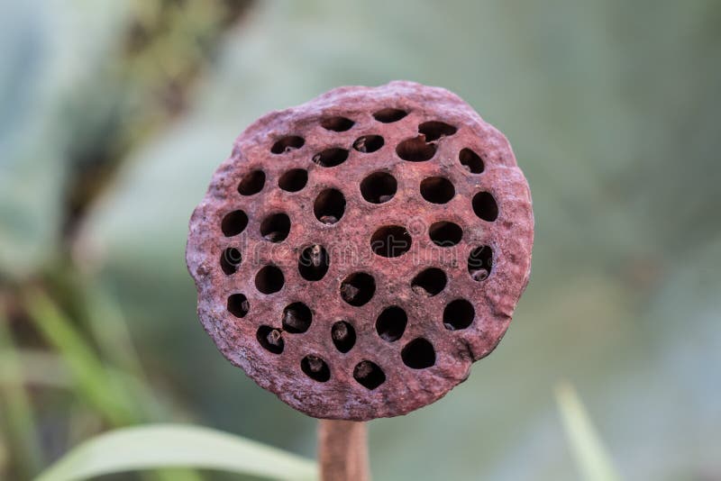 Trypophobia Trypophobia: Triggers,