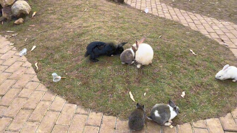 Beelden van konijnen die gras eten in de konijnentuin