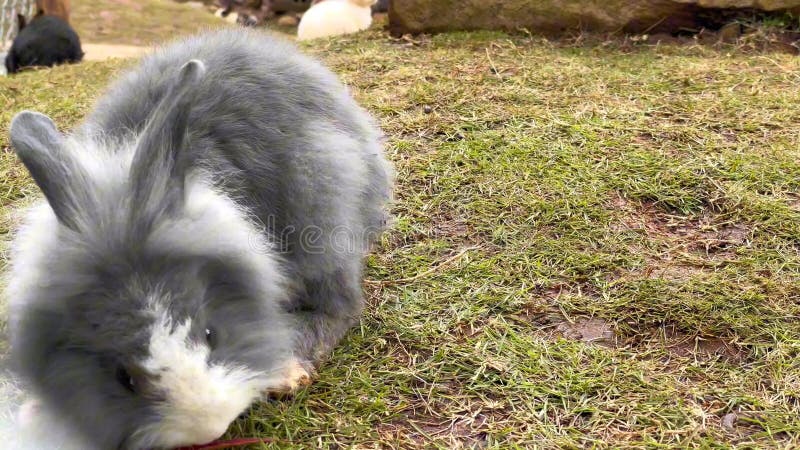 Beelden van konijnen die gras eten in de konijnentuin