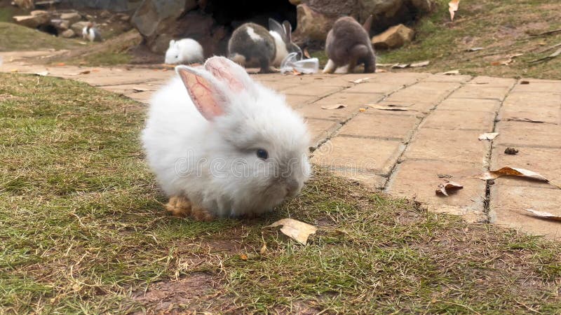 Beelden van konijnen die gras eten in de konijnentuin