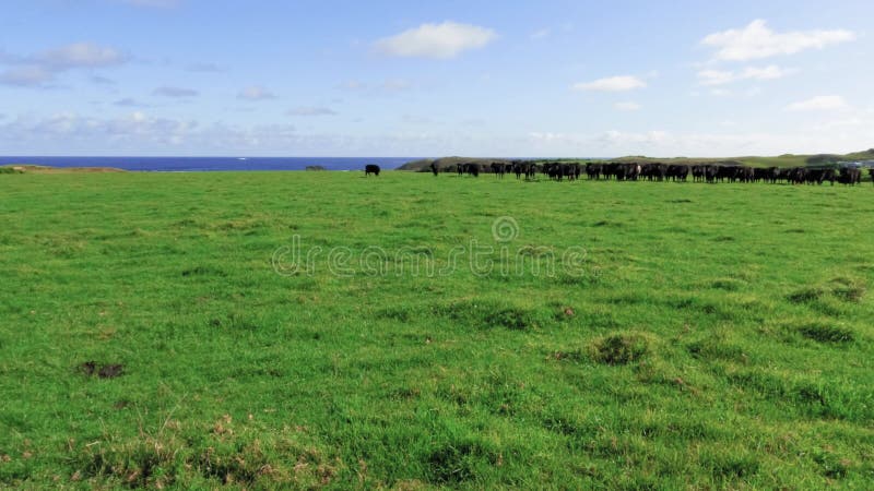 Beelden van melkkoeien in een groot groen veld op het koning - eiland in tasmanië