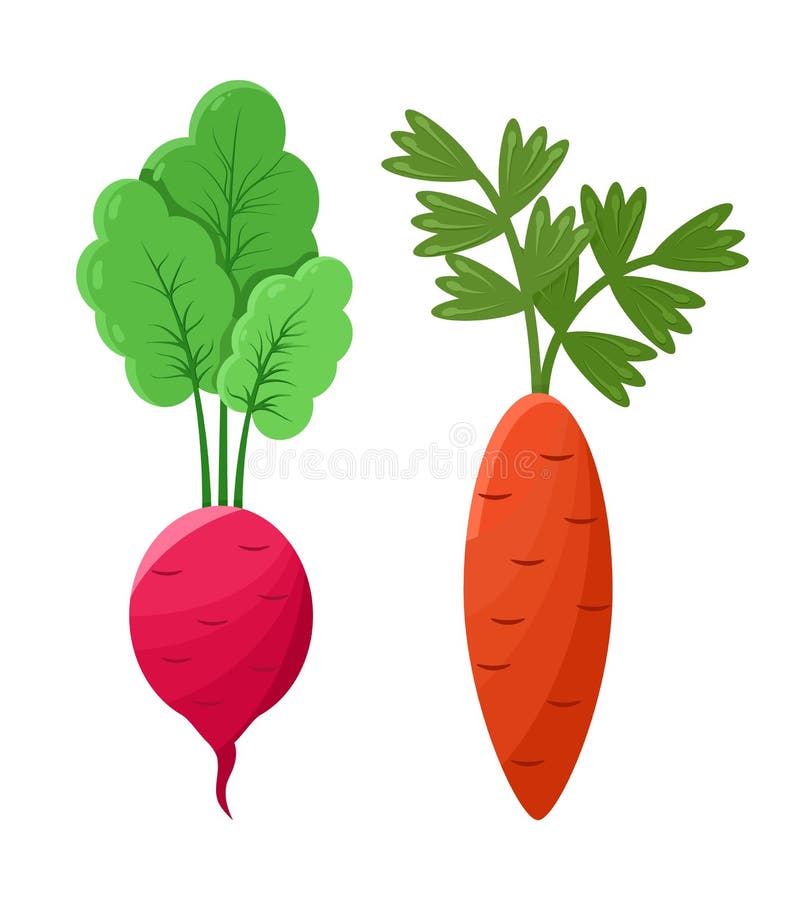 Beeldverhaalconcepten Radijs en Wortel Vagetables stock illustratie Beeldverhaalconcepten Radijs en Wortel Vagetables stock illustratie