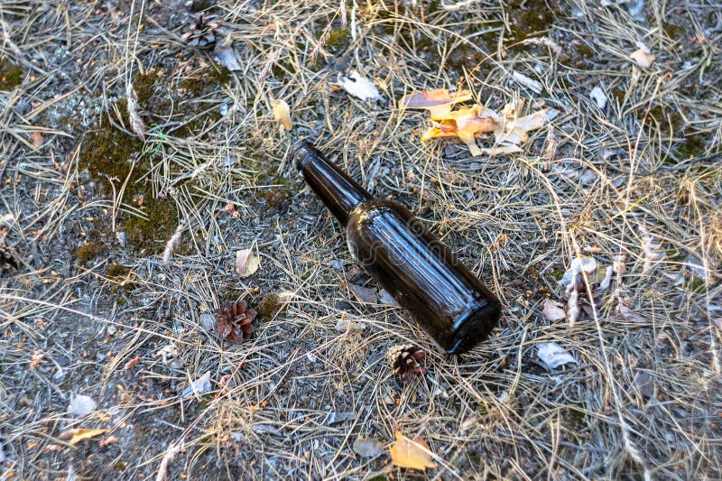 Beer Bottle Lies On The Ground In A Pine Forest Stock Photo Image of park, grass 95146450