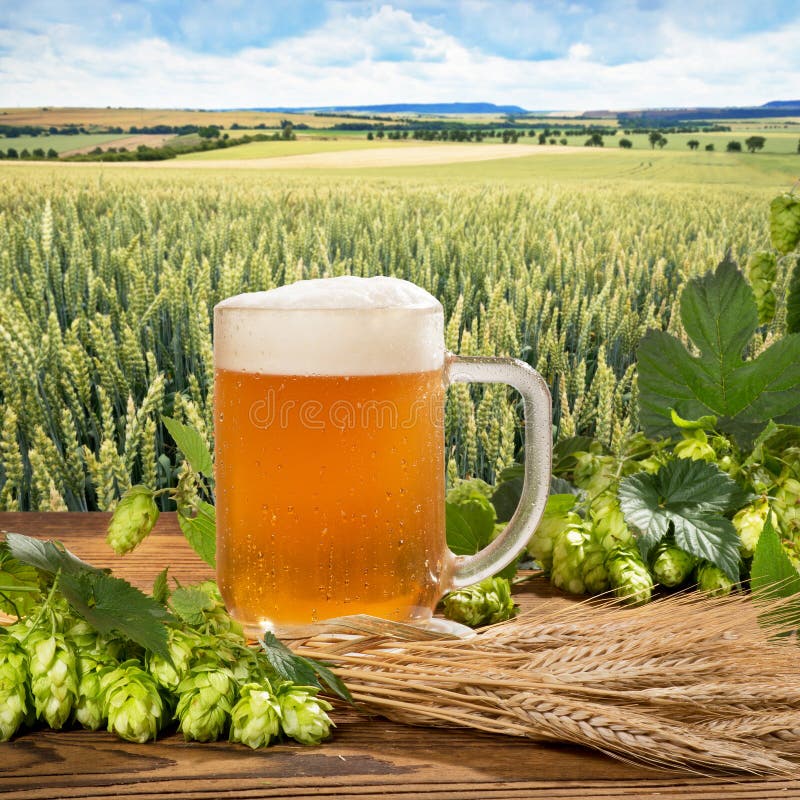 Beer Glass with Hops and Barley Stock Image Image of agronomy, leaf