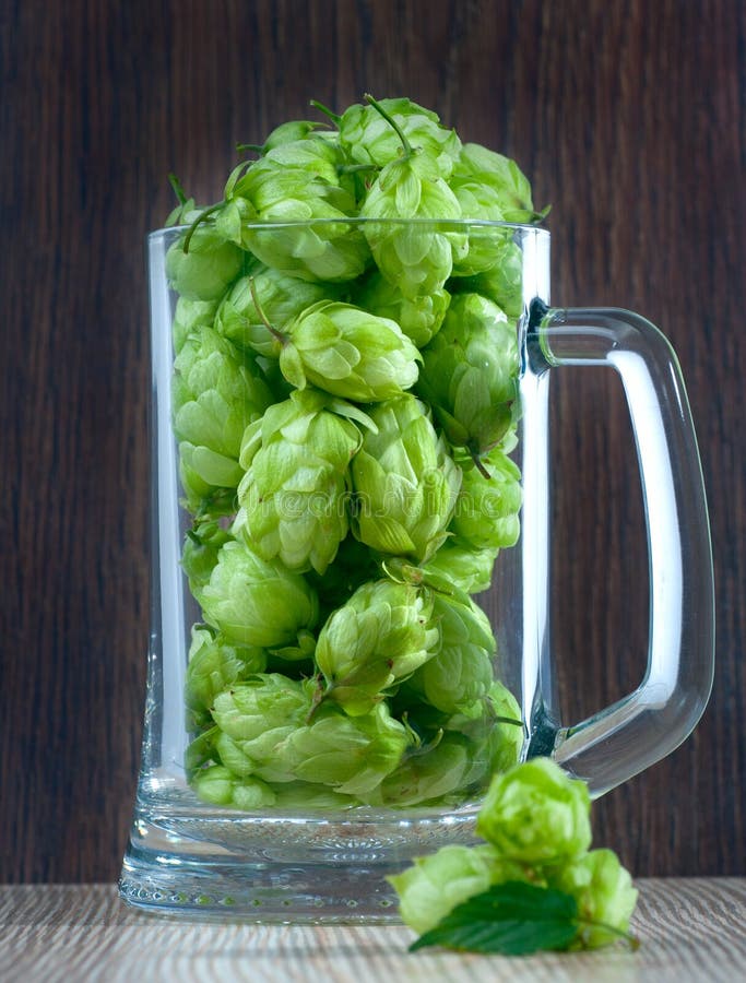 Beer Glass with Hops Close Up Stock Image Image of cereal, ferment