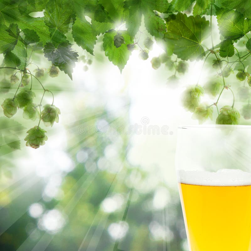 Beer Glass and Hops on White with Copy Space Stock Photo Image of