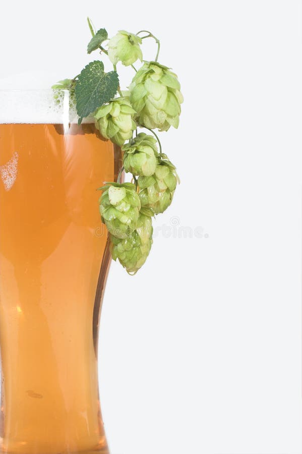 Beer and hops stock photo. Image of drought, curtains 19821486