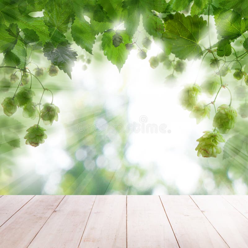 Beer hop on abstract green background