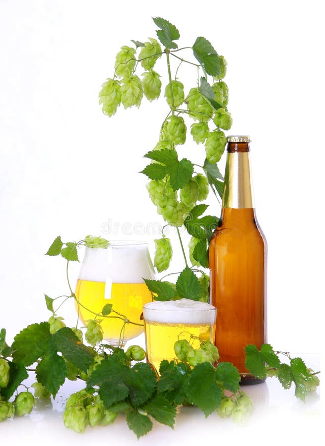 Beer and hops stock image. Image of cellar, lager, classical 10749405