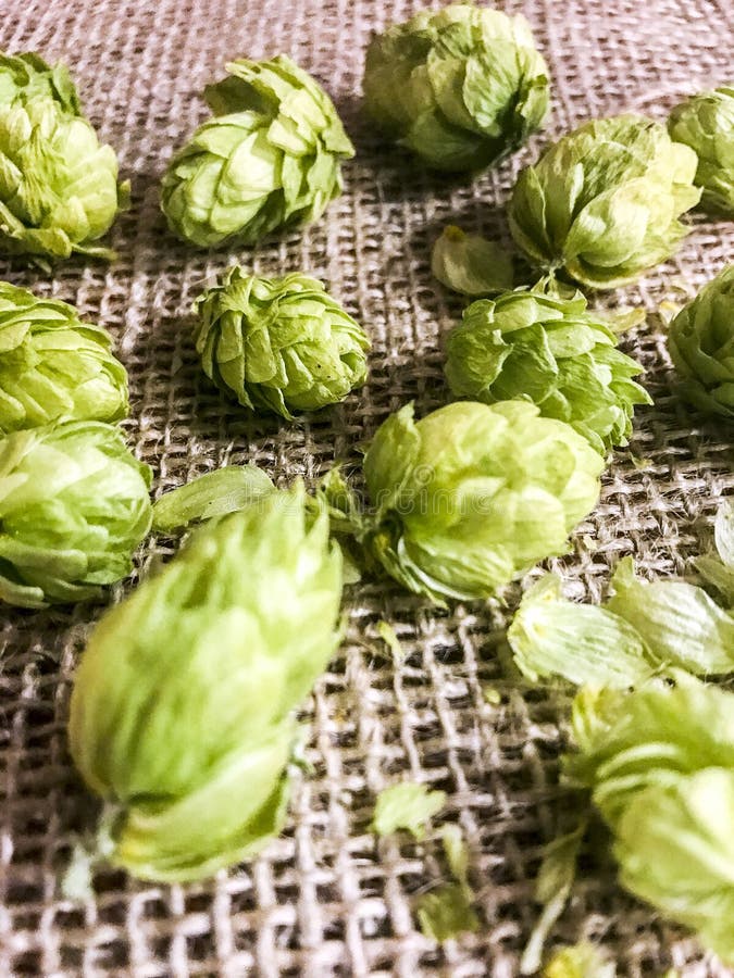 Beer hops flowers stock image. Image of outdoors, hops 104431845