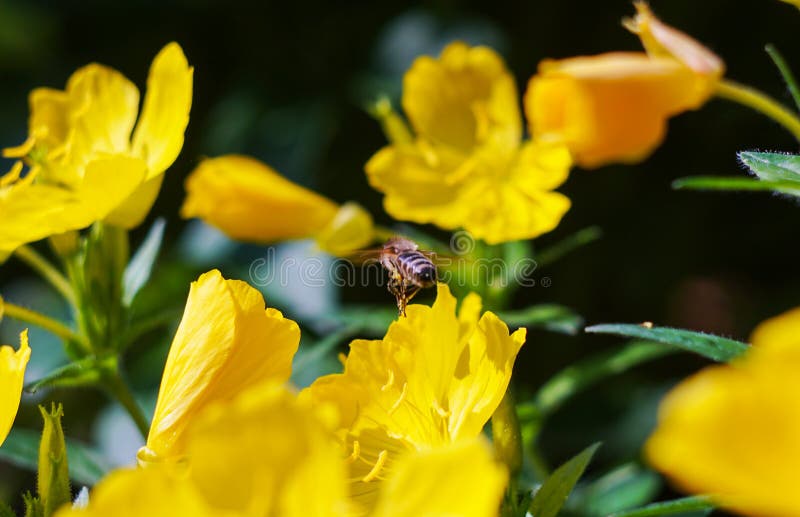 Bees around yellow flowers stock photo. Image of background 255232232