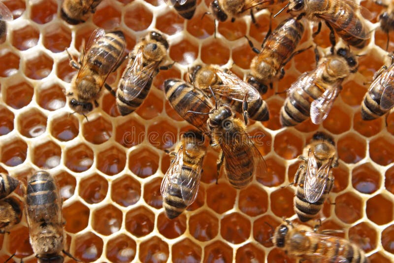 Bees behind work