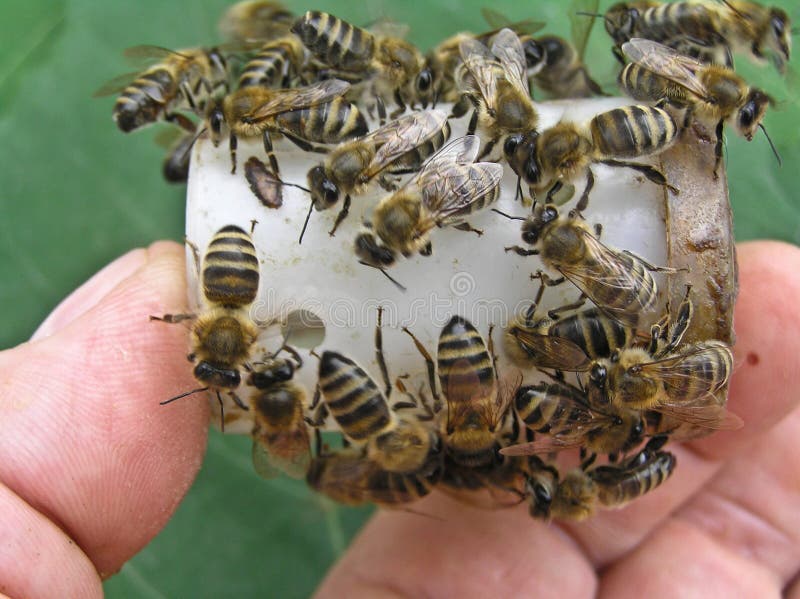 Bees on the box with the head of the family