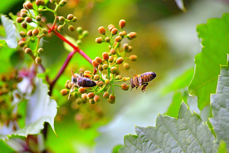 Bees on budding flower stock photo Bees on budding flower stock photo
