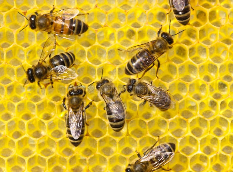 The bees build honeycombs