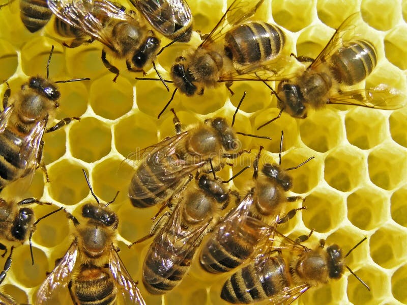 Bees build honeycombs.