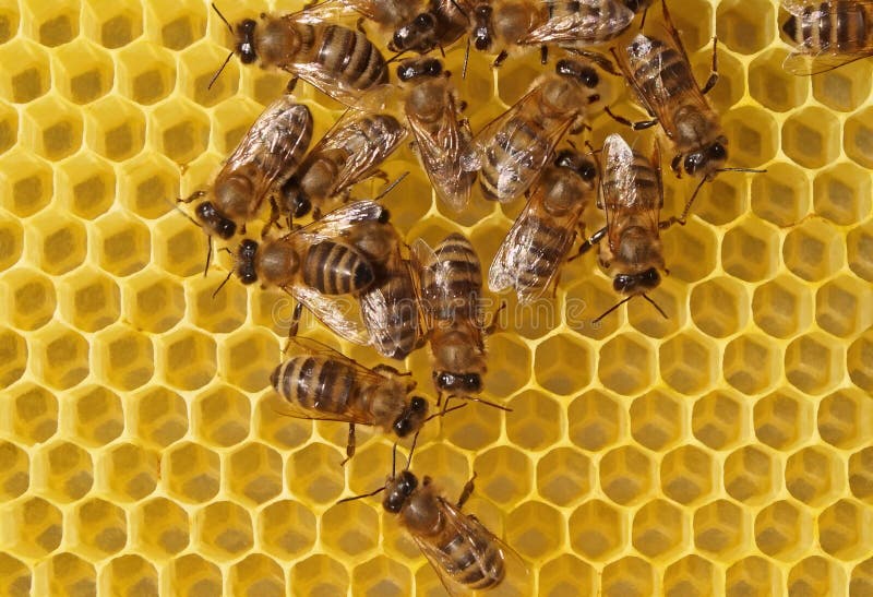 Bees build honeycombs.