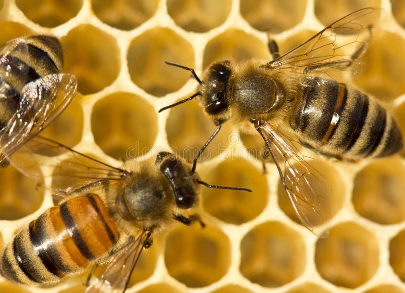 Bees build honeycombs