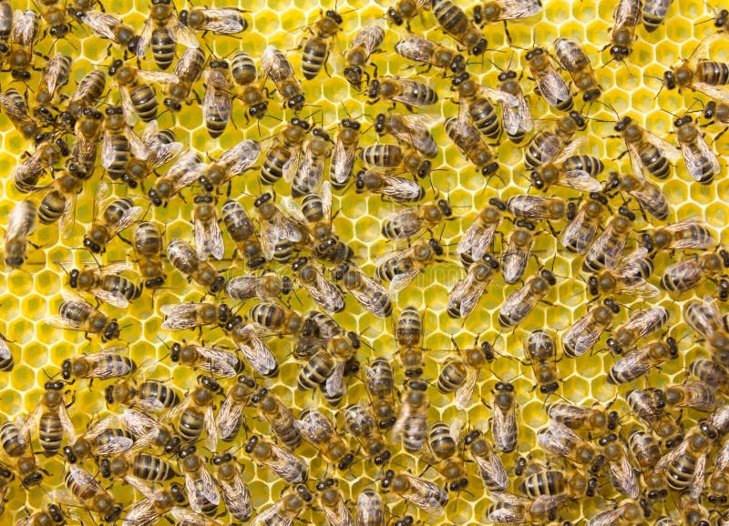 Bees build honeycombs. Work in a team